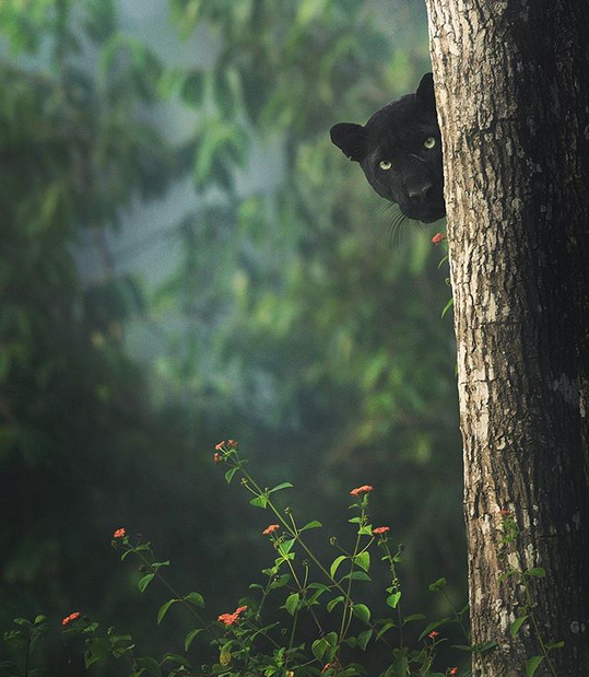 Black Panther0
